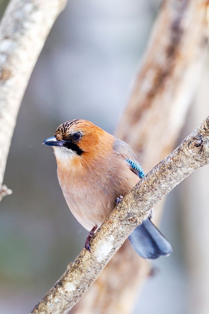 Japan-Hokkaido-Lake Kussharo-Eurasian jay Portrait of an Eurasian jay sitting on a tree limb